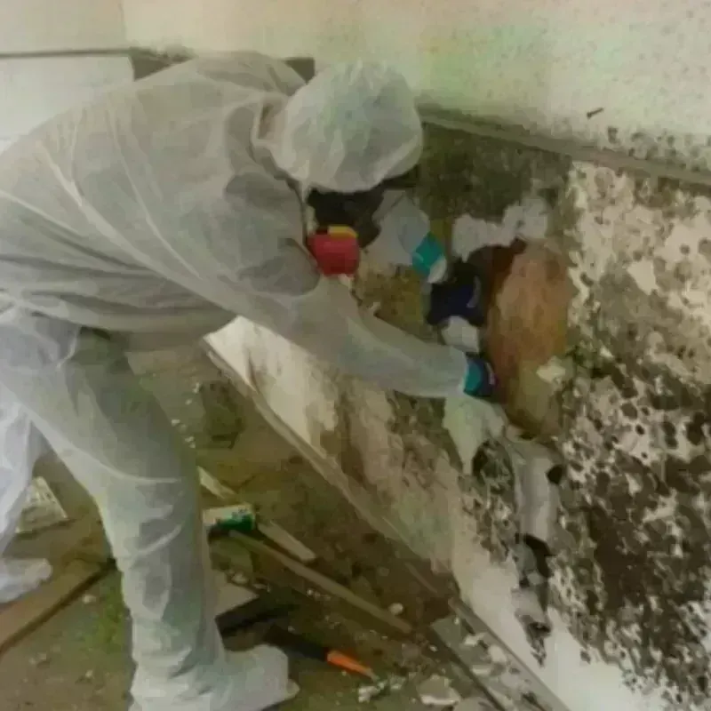 Mold Remediation and Removal in Rio Vista, CA